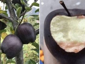 Τα σπάνια μαύρα μήλα που καλλιεργούνται μόνο σε ένα σημείο του πλανήτη