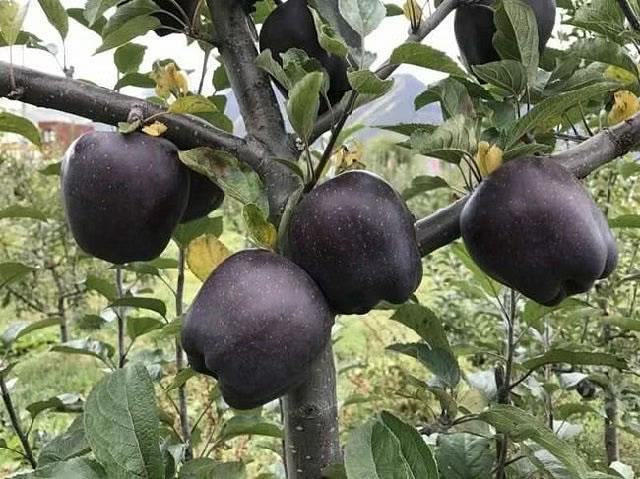 Τα σπάνια μαύρα μήλα που καλλιεργούνται μόνο σε ένα σημείο του πλανήτη