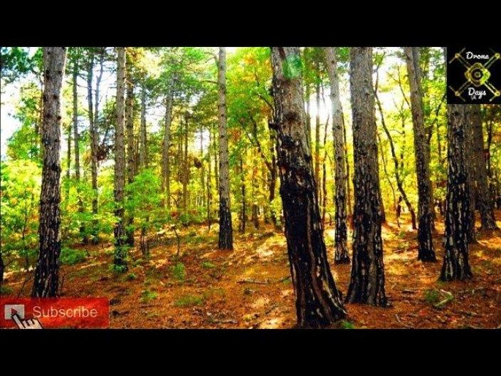 Δάσος Μογγοστού: Ένα στολίδι της φύσης μιάμιση ώρα μακριά από την Αθήνα