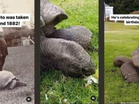 Γεννήθηκε το 1832 και είναι ακόμα ζωντανή! Το γηραιότερο πλάσμα στον κόσμο η χελώνα των Σεϋχελλών