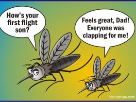 Γιατί τα κουνούπια τσιμπάνε εσάς και όχι τους άλλους