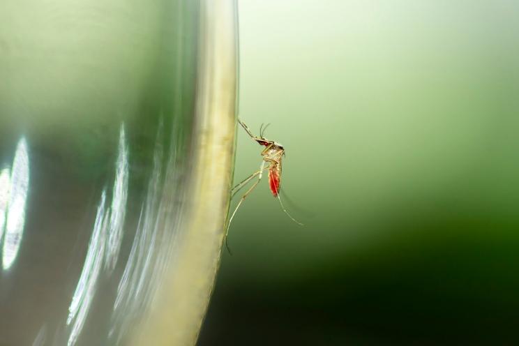 Το μυστικό που κρατά τα κουνούπια μακριά από τους ανθρώπους