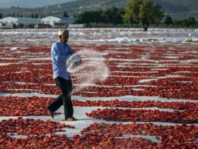 Οι Τούρκοι μάς στέλνουν θάνατο: Τίγκα σε φυτοφάρμακα, παθογόνα και μυκοτοξίνες τα διατροφικά «σκουπίδια» τους!