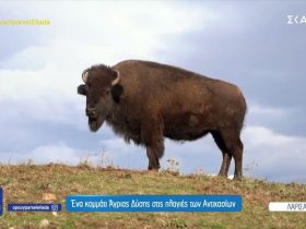 Άγρια Δύση στη Θεσσαλία – Η φάρμα με βίσωνες και μαύρους χοίρους και το ιδιαίτερο εστιατόριο